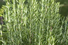 Rosmarinus officinalis 'Arp'