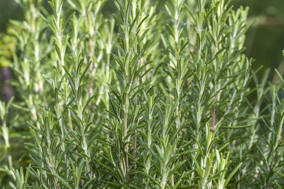 Rosmarinus officinalis 'Arp'