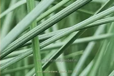 Poa labillardierei 'Glauca'