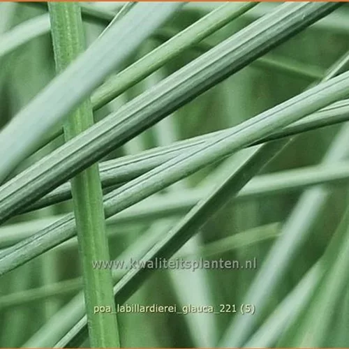 Poa labillardierei 'Glauca'