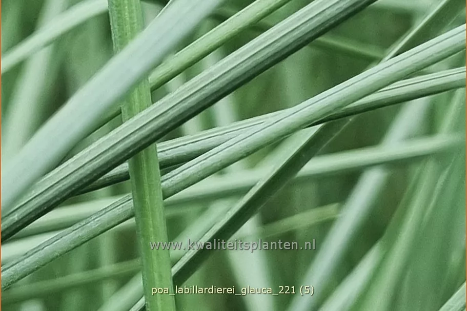 Poa labillardierei 'Glauca'