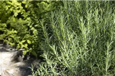 Rosmarinus officinalis 'Arp'