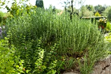 Rosmarinus officinalis 'Arp'