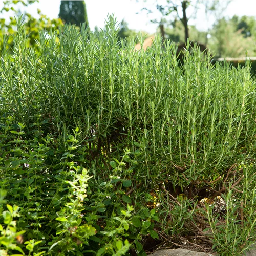 Rosmarinus officinalis 'Arp'