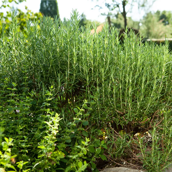 Rosmarinus officinalis 'Arp'