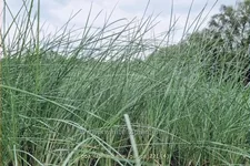 Poa labillardierei 'Glauca'