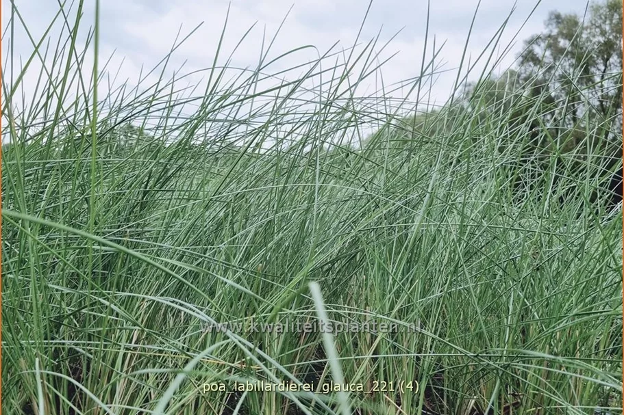 Poa labillardierei 'Glauca'