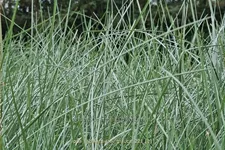 Poa labillardierei 'Glauca'