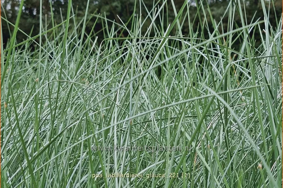 Poa labillardierei 'Glauca'