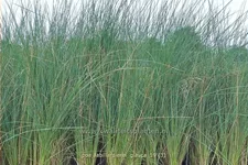 Poa labillardierei 'Glauca'