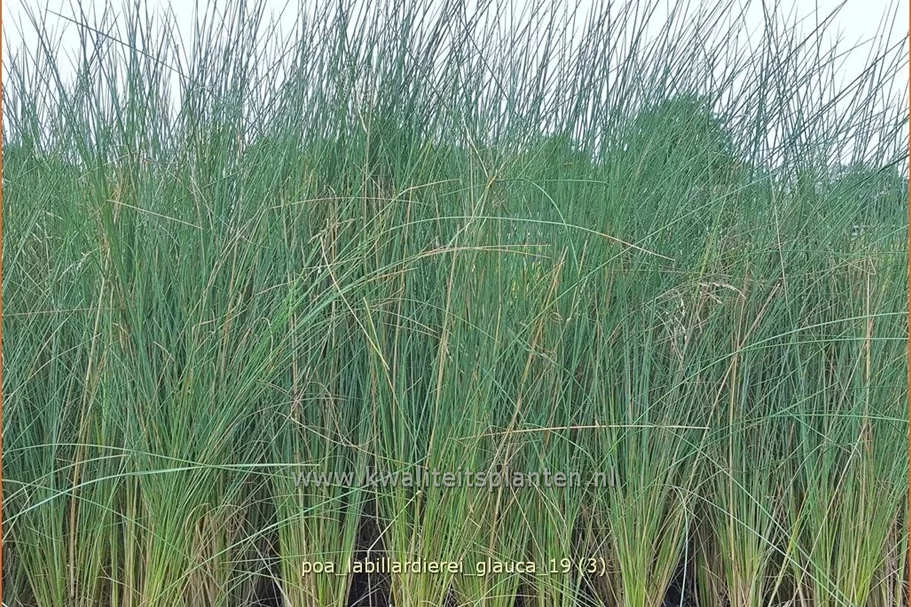 Poa labillardierei 'Glauca'