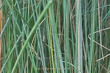 Poa labillardierei 'Glauca'