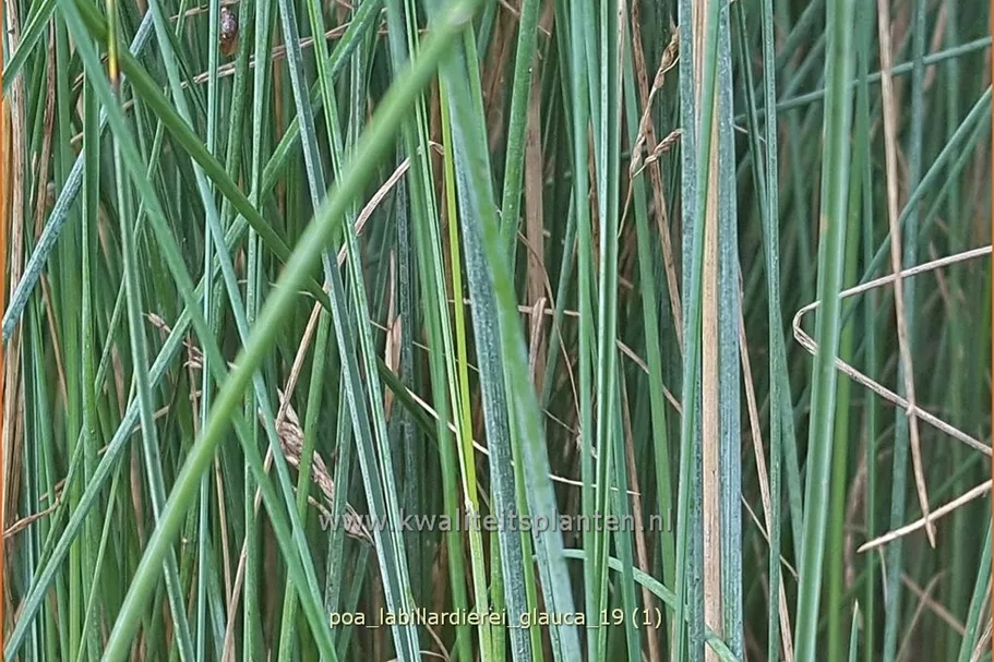 Poa labillardierei 'Glauca'