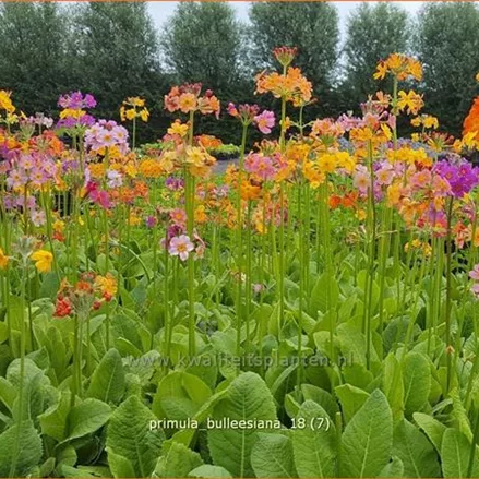 Primula bulleesiana