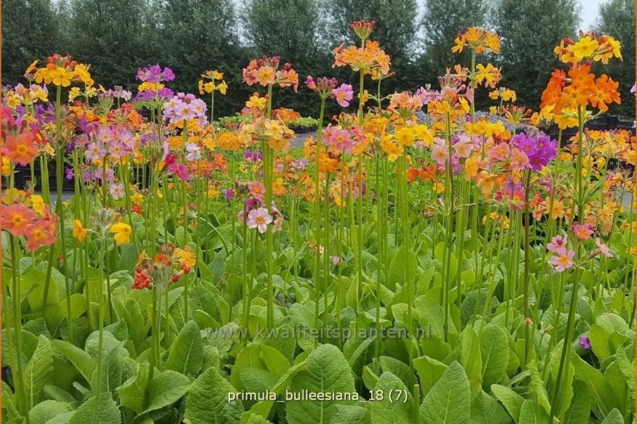 Primula bulleesiana