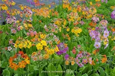 Primula bulleesiana