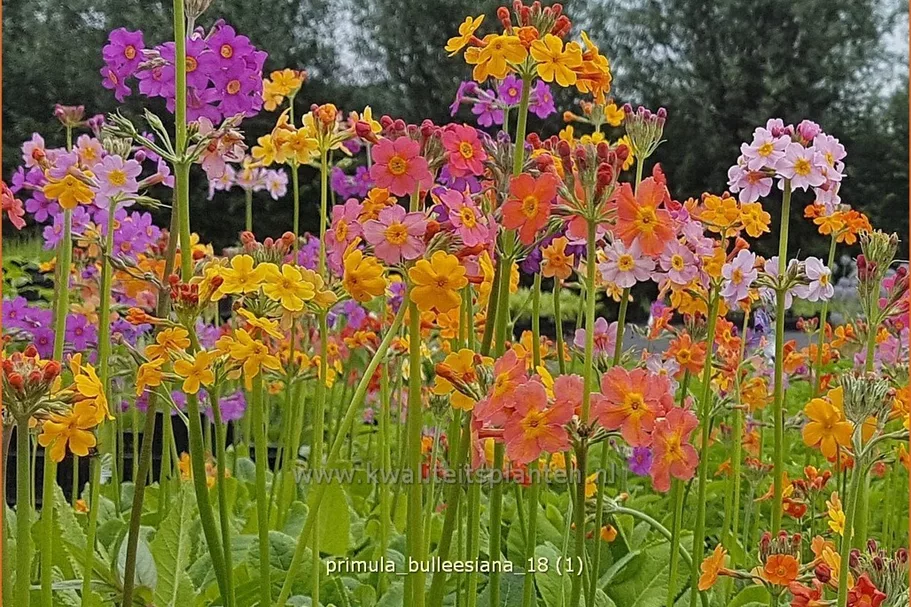 Primula bulleesiana