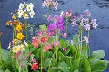 Primula bulleesiana