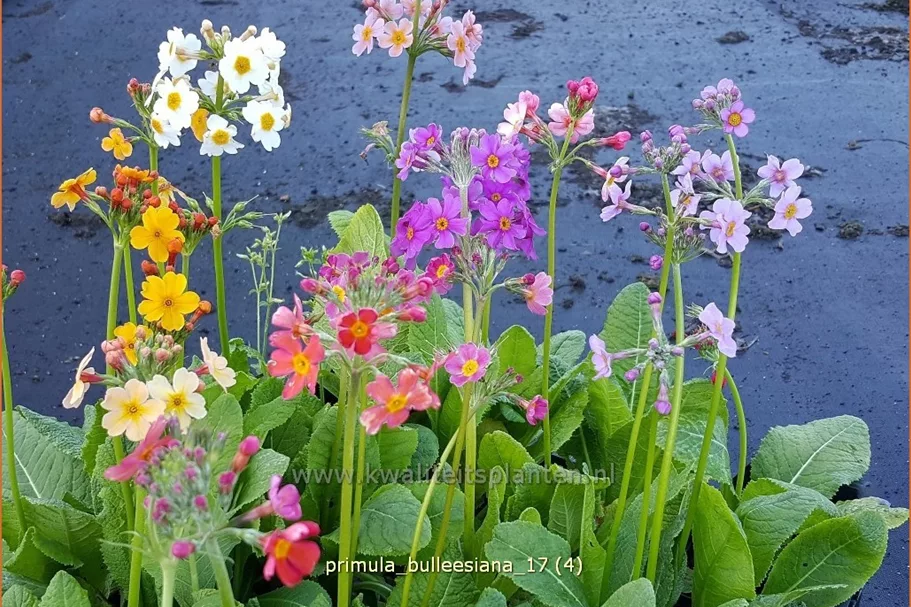 Primula bulleesiana