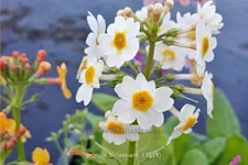 Primula bulleesiana