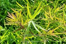 Pycnanthemum flexuosum