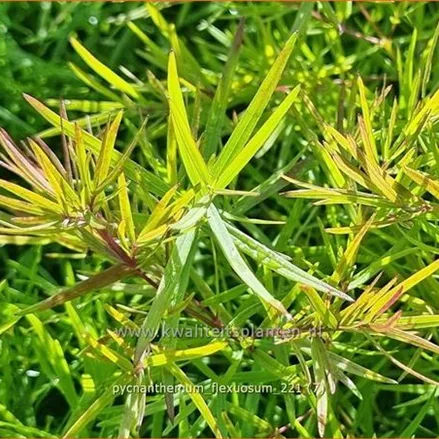 Pycnanthemum flexuosum