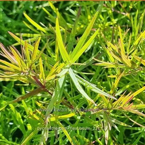 Pycnanthemum flexuosum