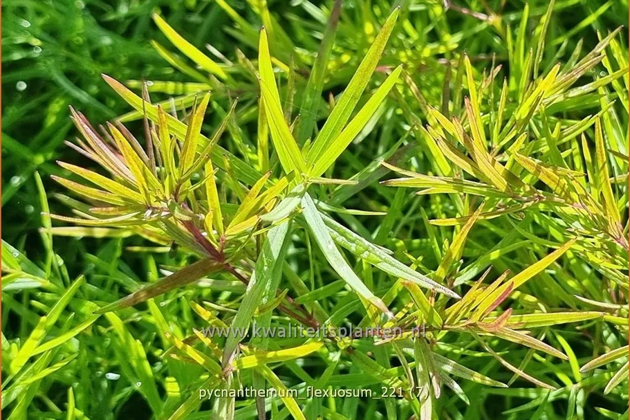 Pycnanthemum flexuosum