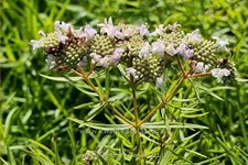 Pycnanthemum flexuosum
