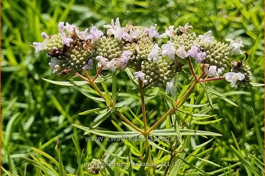 Pycnanthemum flexuosum