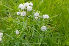 Pycnanthemum flexuosum