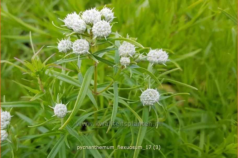 Pycnanthemum flexuosum