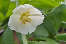 Podophyllum peltatum