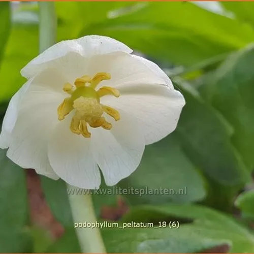 Podophyllum peltatum