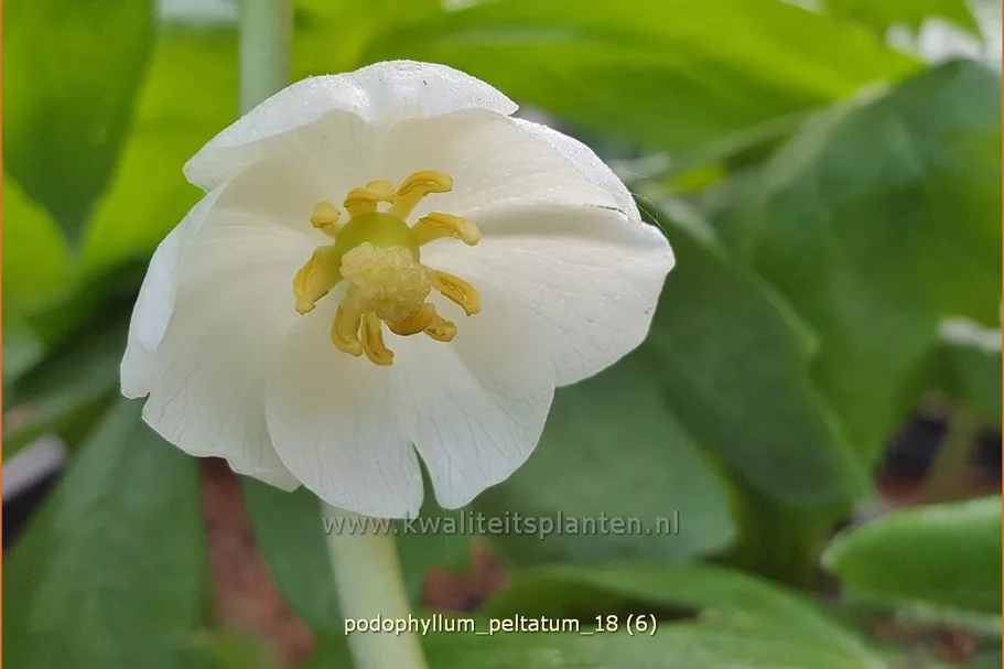 Podophyllum peltatum