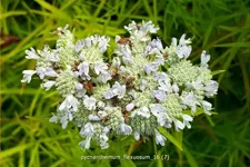 Pycnanthemum flexuosum