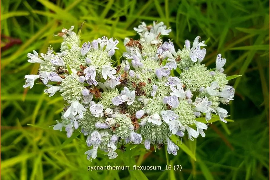 Pycnanthemum flexuosum