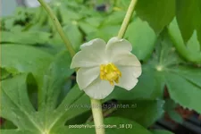 Podophyllum peltatum