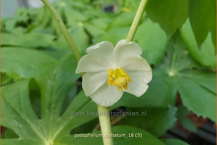 Podophyllum peltatum