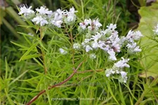 Pycnanthemum flexuosum