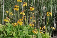 Primula bulleyana