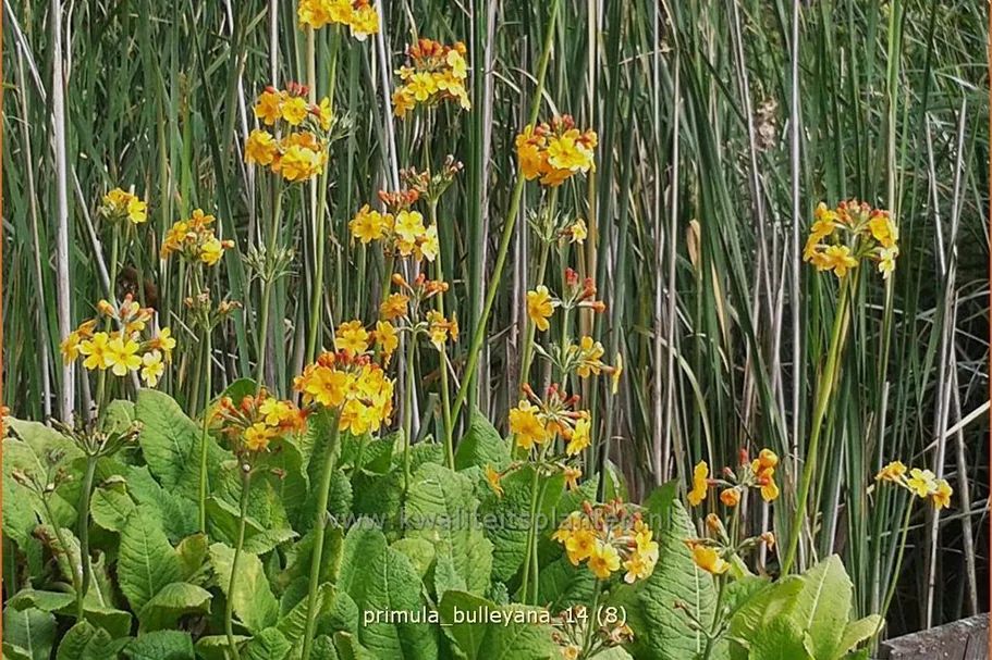 Primula bulleyana