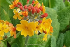 Primula bulleyana