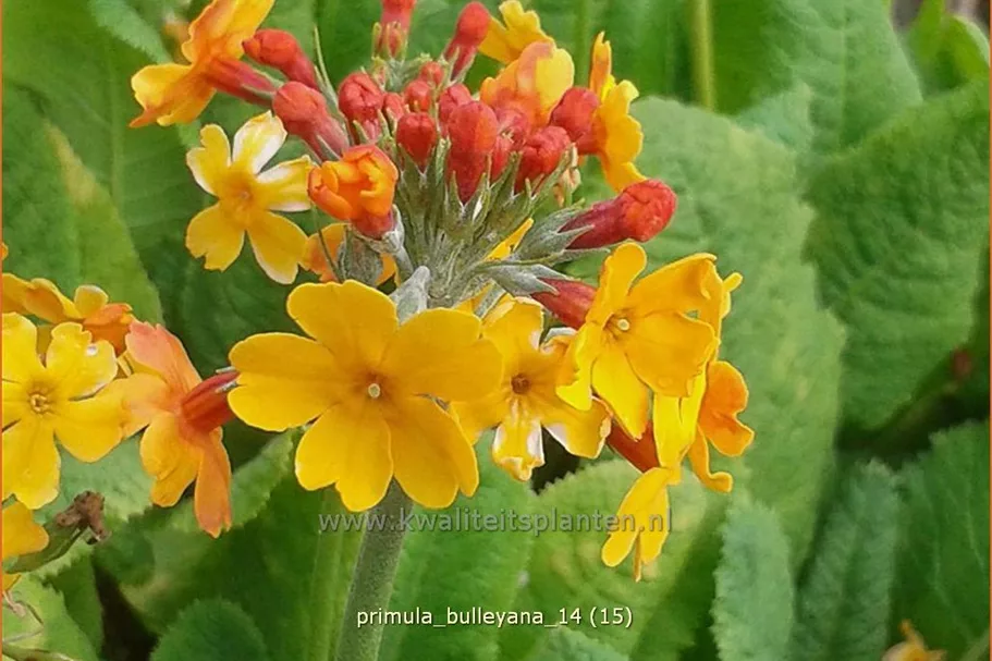 Primula bulleyana