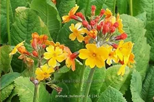 Primula bulleyana