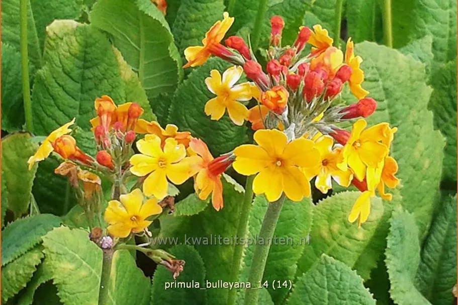 Primula bulleyana