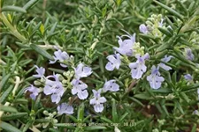 Rosmarinus officinalis 'Capri'