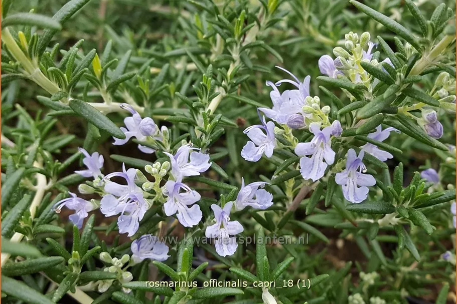 Rosmarinus officinalis 'Capri'