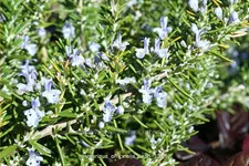 Rosmarinus officinalis 'Capri'