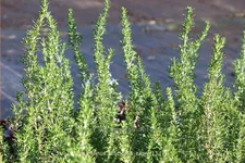 Rosmarinus officinalis 'Capri'